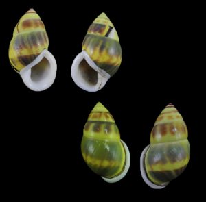 Amphidromus comes - Superb sinistral & dextral pair!
