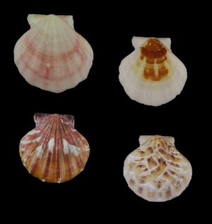 Flexopecten glaber - Set of 4!