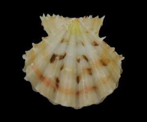 Mirapecten rastellum - Beautiful!
