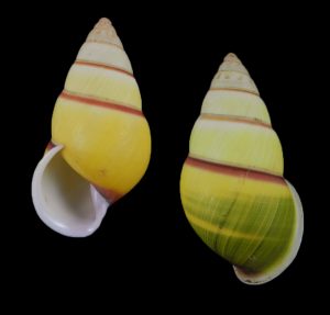 Amphidromus severnsi - Beautiful!