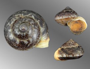 Cyclophorus stevenabbasorum - Superb rare species!