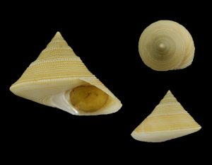 Calliostoma scotti - Very beautiful
