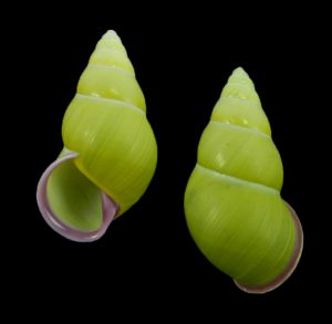 Amphidromus alicetandiasae - large plain form
