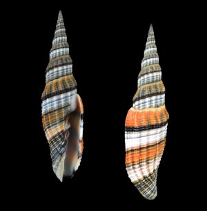 Vexillum citrinum - Giants gems from Madagascar