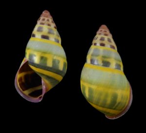 Amphidromus adamsii