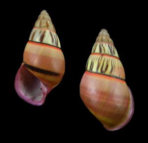 Amphidromus anthonyabotti - Superb pattern!