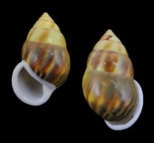 Amphidromus comes - sinistral, superb colour!