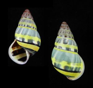 Amphidromus adamsii - Pulau Balak form