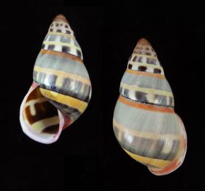 Amphidromus adamsii - Pulau Balak form