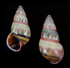 Amphidromus adamsii f. superbus - Very large & beautiful!