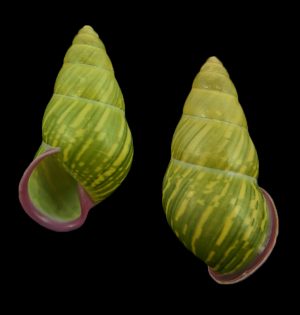 Amphidromus alicetandiasae - Exceptional pattern!