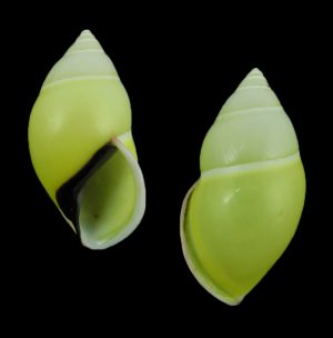 Amphidromus phamanhi - Beautiful specimen!
