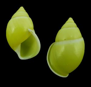 Amphidromus epidemiae - Very rare species, endemic to Bau, dead but presentable specimen
