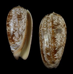 Oliva porphyria - Big and nice!