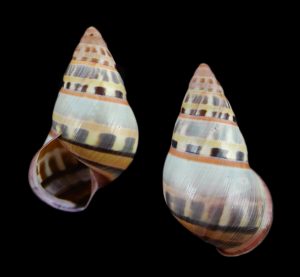 Amphidromus adamsii - Orange-banded Pulau Balambangan form