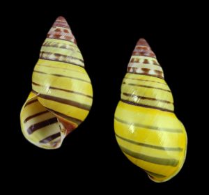 Amphidromus poecilochrous poecilochrous - Superb pattern!