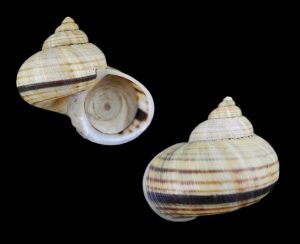 Tropidophora consanguinea