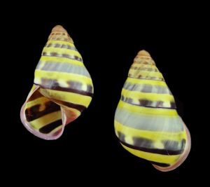 Amphidromus adamsii - Pulau Balambangan form