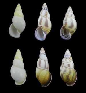 Amphidromus contrarius hanieli - set of 3!