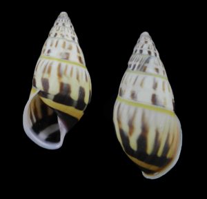 Amphidromus huynhanhi - Superb flamed pattern!