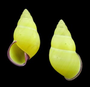 Amphidromus stevenliei - dark purple lip!
