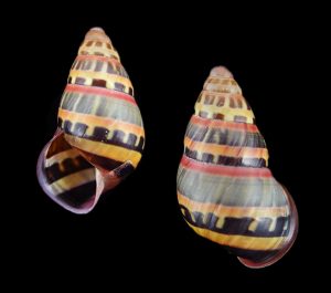 Amphidromus adamsii f. superbus - Exceptional pattern! Pulau Balambangan form