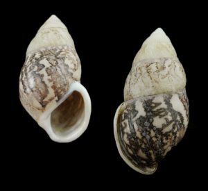 Amphidromus asper - Giant & superb pattern!