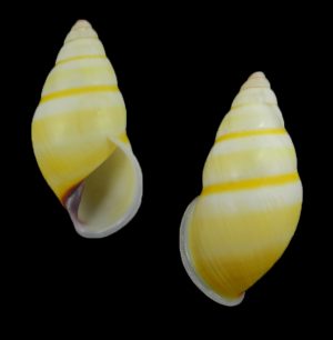 Amphidromus hongdaoae - form D, dextral, very pretty!