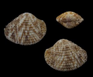 Antigona lamellaris - Very nice!