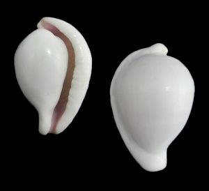 Ovula Costellata