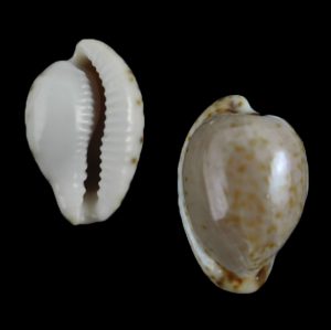 Cypraeovula mikeharti
