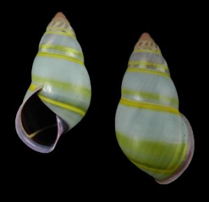Amphidromus adamsii - Pulau Malawali, typical large forms