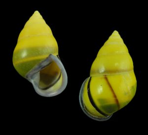 Amphidromus perversus butoti - dextral dwarf with fantastic pattern!