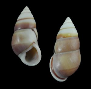 Amphidromus perversus butoti - special colour