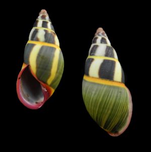 Amphidromus cruentatus - Very beautiful!