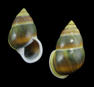 Amphidromus jeffabbasorum - rare greenish yellow