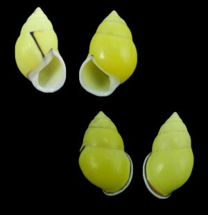 Amphidromus dohrni - Binh Thuan form, sinistral dextral pair
