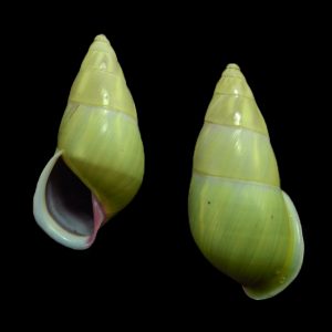 Amphidromus baolocensis - rare species