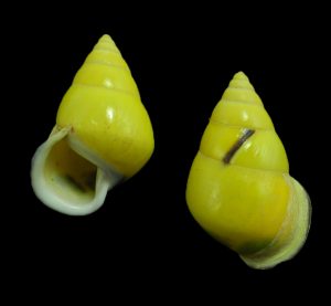 Amphidromus perversus butoti - sinistral dwarf with fantastic pattern!