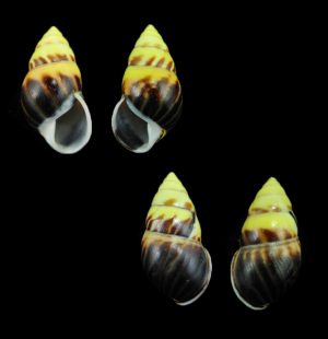 Amphidromus perversus butoti - Paliat Island form, sinistral & dextral pair, Nice!