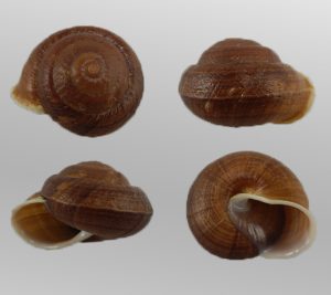 Camaena cicatricosa