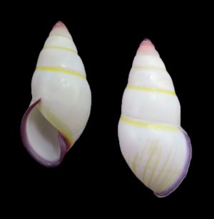 Amphidromus hongdaoae - purple lip form B! rare