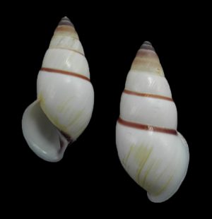 Amphidromus hongdaoae - form C, sinistral, purple suture, uncommon