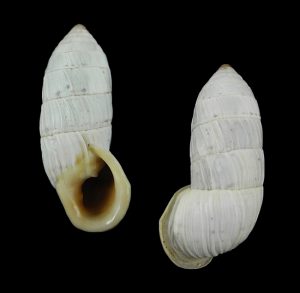 Cerion infandum