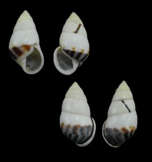 Amphidromus perversus sankapurus - Pulat Paliat form, sinistral & dextral pair