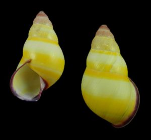 Amphidromus adamsii f. subunicolor - Pulau Sibogo, big and nice!