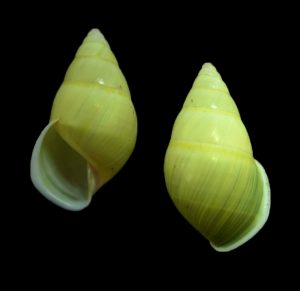 Amphidromus ventrosulus