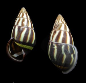 Amphidromus binhphuocensis - Very dark, black lip!