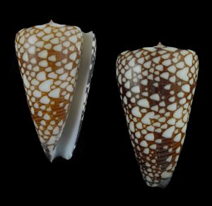 Conus nobilis gisellelieae (Giselle Lie's cone)