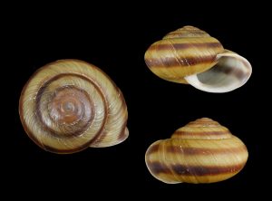 Nesiohelix irrediviva - Uncommon